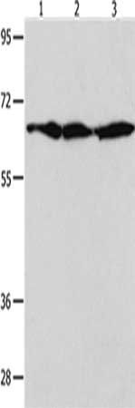 AIFM1 Antibody