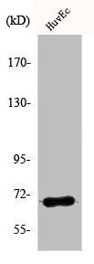 AIFM1 Antibody