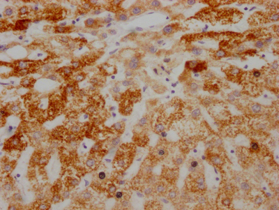 AIFM1 Recombinant Monoclonal Antibody