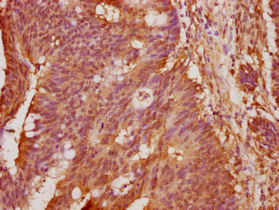 AIFM2 Antibody
