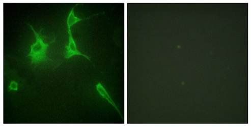 AIFM2 antibody