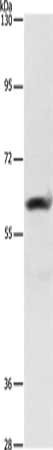 AIFM3 antibody