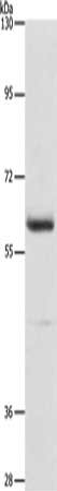 AIFM3 Antibody