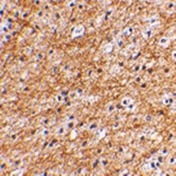 AIFM3 Antibody