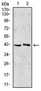 AIM2 Antibody