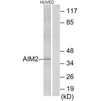 AIM2 Antibody