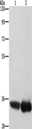 AIMP1 Antibody