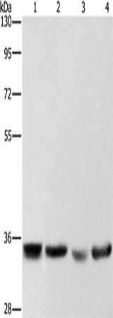 AIMP1 Antibody