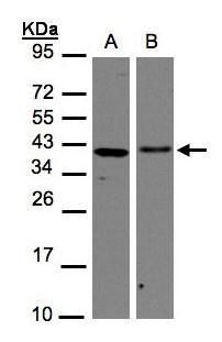 AIMP1 antibody