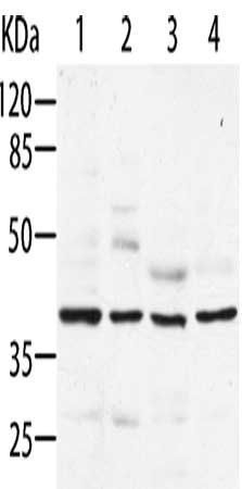 AIMP2 Antibody