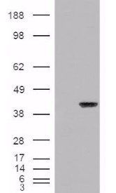 AIP/ARA9 Antibody