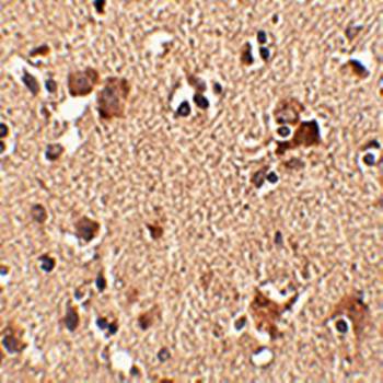 Aipl1 Antibody