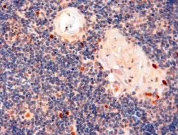 Goat anti-AIRE Antibody