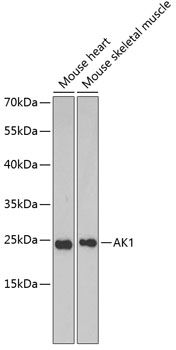 AK1 antibody