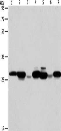 AK2 antibody