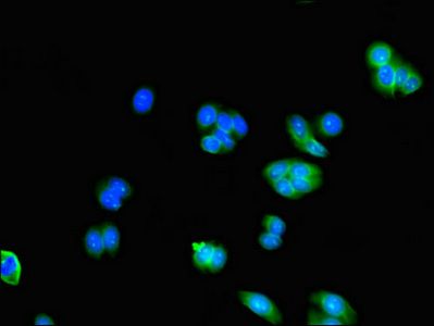 AK5 Antibody