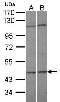 AK8 antibody