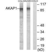 AKAP1 antibody