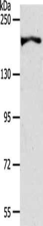 AKAP12 antibody