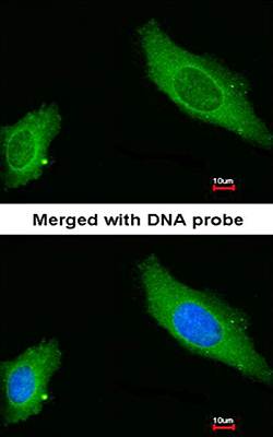 AKAP12 antibody