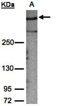 AKAP12 antibody