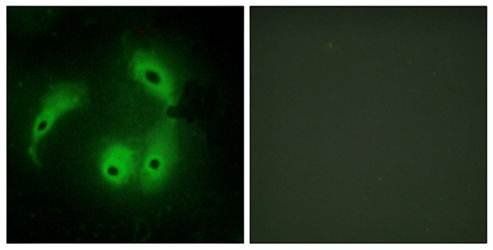 AKAP14 antibody