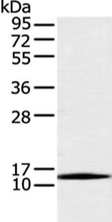 AKAP7 antibody