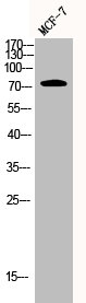 AKAP8 Antibody