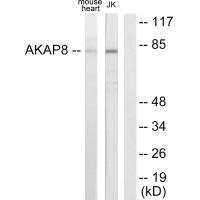 AKAP8 antibody