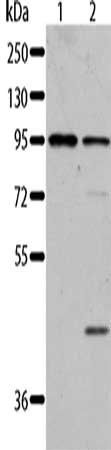 AKAP8L Antibody