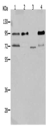 AKAP8L Antibody