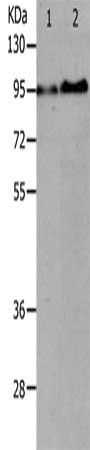 AKAP8L Antibody