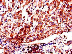 AKAP9 Antibody