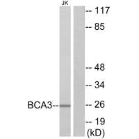 AKIP1 Antibody