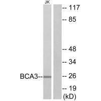 AKIP1 antibody