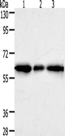 AKR1A1 antibody