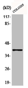 AKR1A1 Antibody