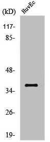 AKR1B1 Antibody