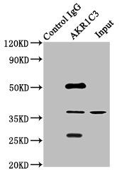 AKR1C3 Antibody