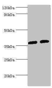 AKR1C3 Antibody
