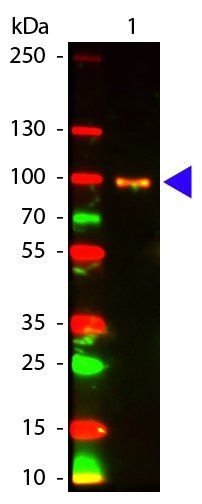 Akt (phospho-S473) antibody (ATTO 594)