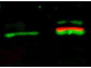 Akt (phospho-S473) antibody