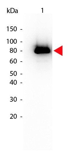 AKT pS473 antibody (Biotin)