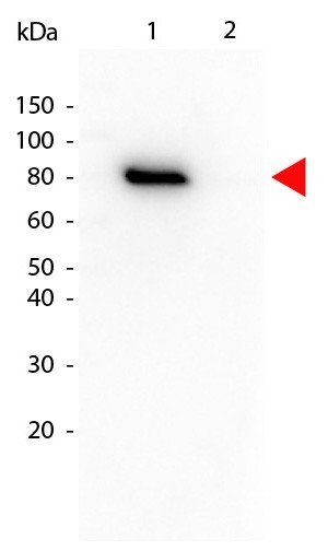 AKT pT308 antibody (Biotin)