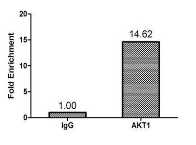 AKT1 Antibody