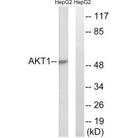 AKT1 (Ab-129) antibody