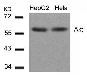 AKT1 (Ab-308) Antibody