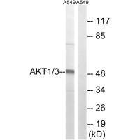 AKT1/AKT3 (Ab-437/434) Antibody