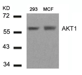 AKT1 (Ab-450) antibody