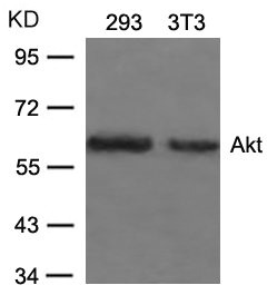 AKT1 (Ab-473) Antibody